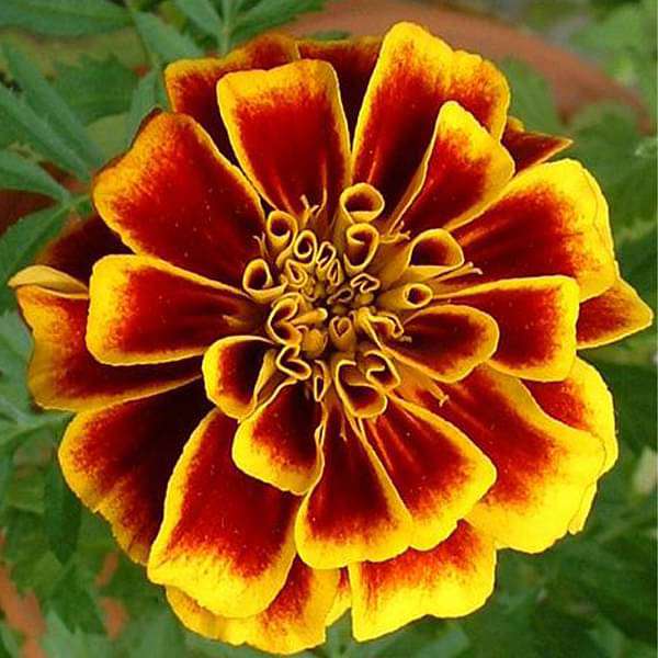 Ornamental mixed marigold samen for gardens