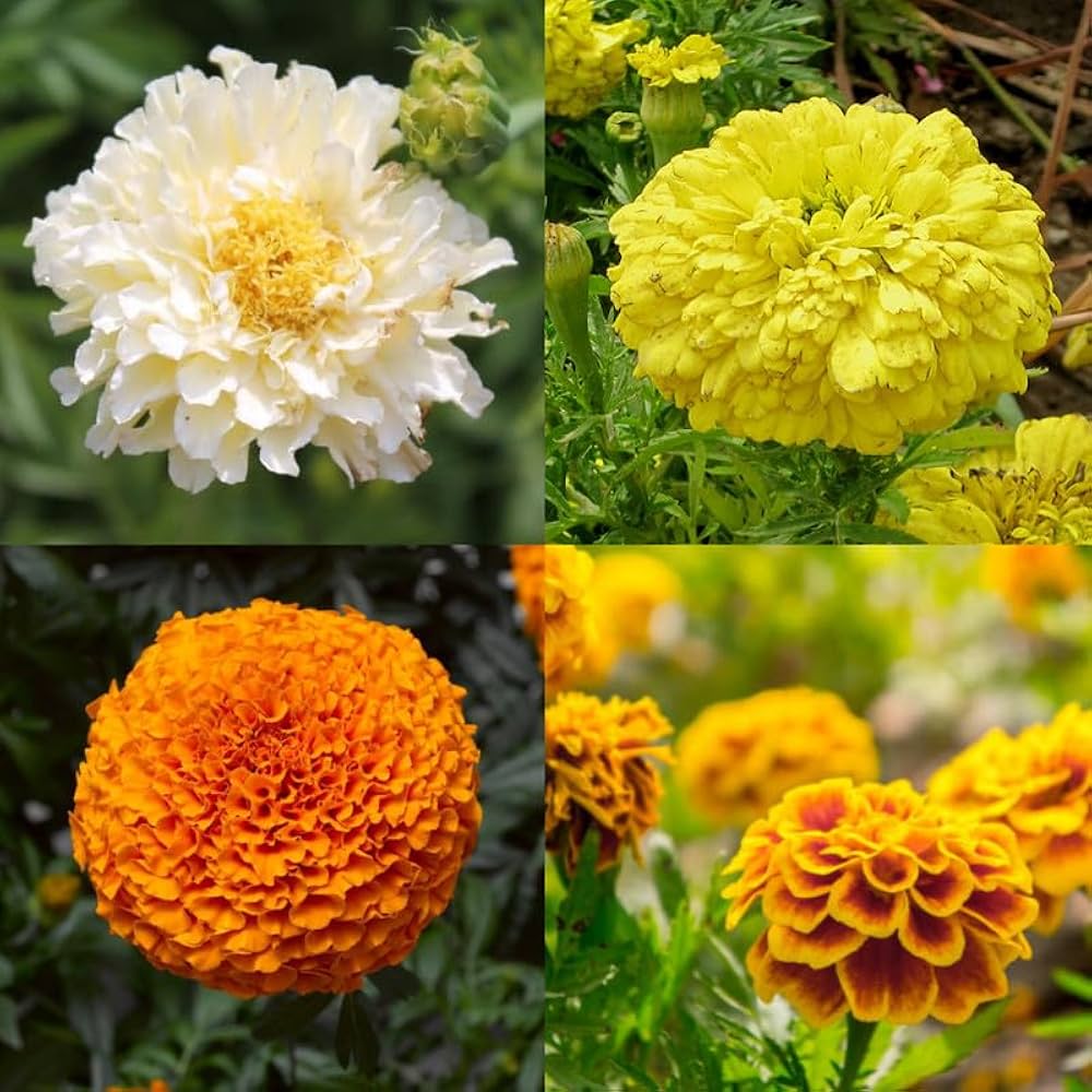 Mixed marigold samen for anpflanzung
