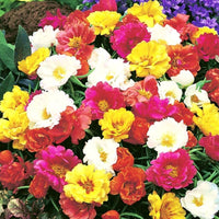 Mixed mexican rose bonsai-style pflanze