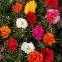 Non gmo mixed mexican rose samen