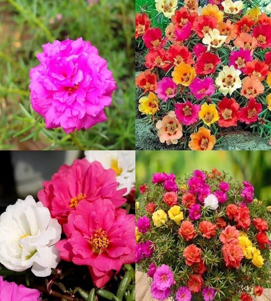Ornamental mixed mexican rose flowering pflanze