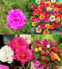 Ornamental mixed mexican rose flowering pflanze