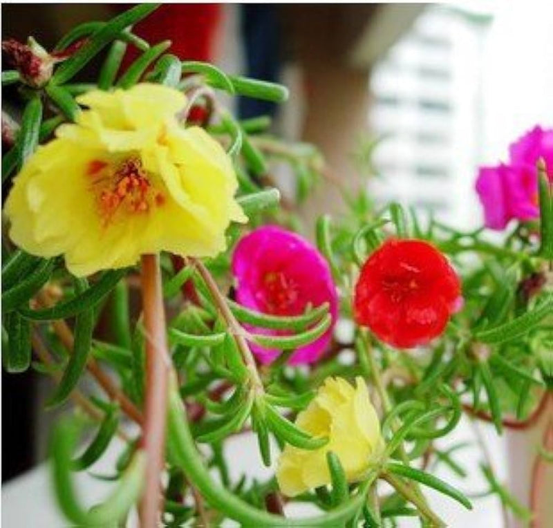 Mixed mexican rose blume anpflanzung samen