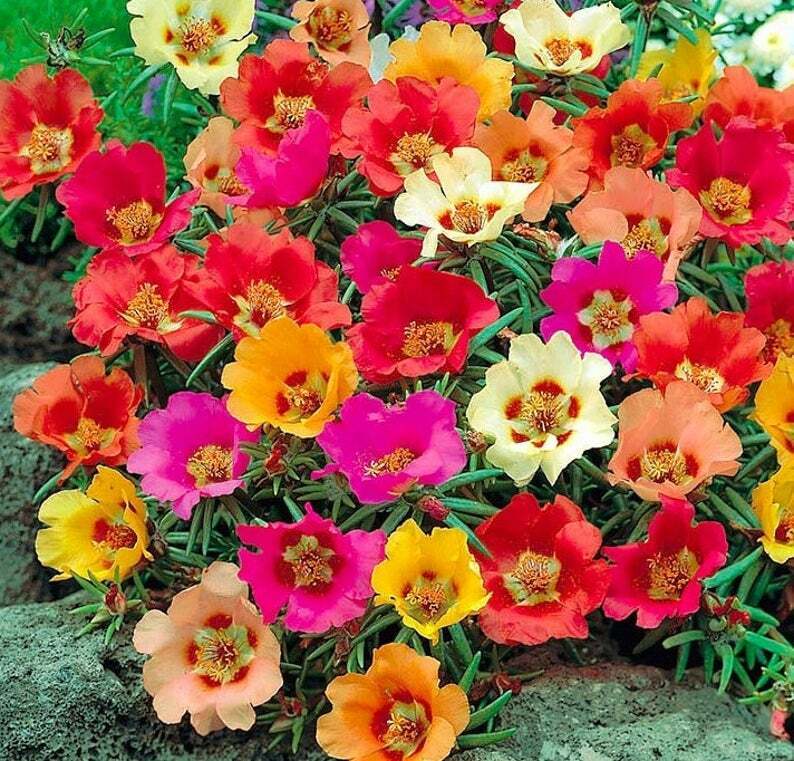 Non gmo mixed moss rose blume samen