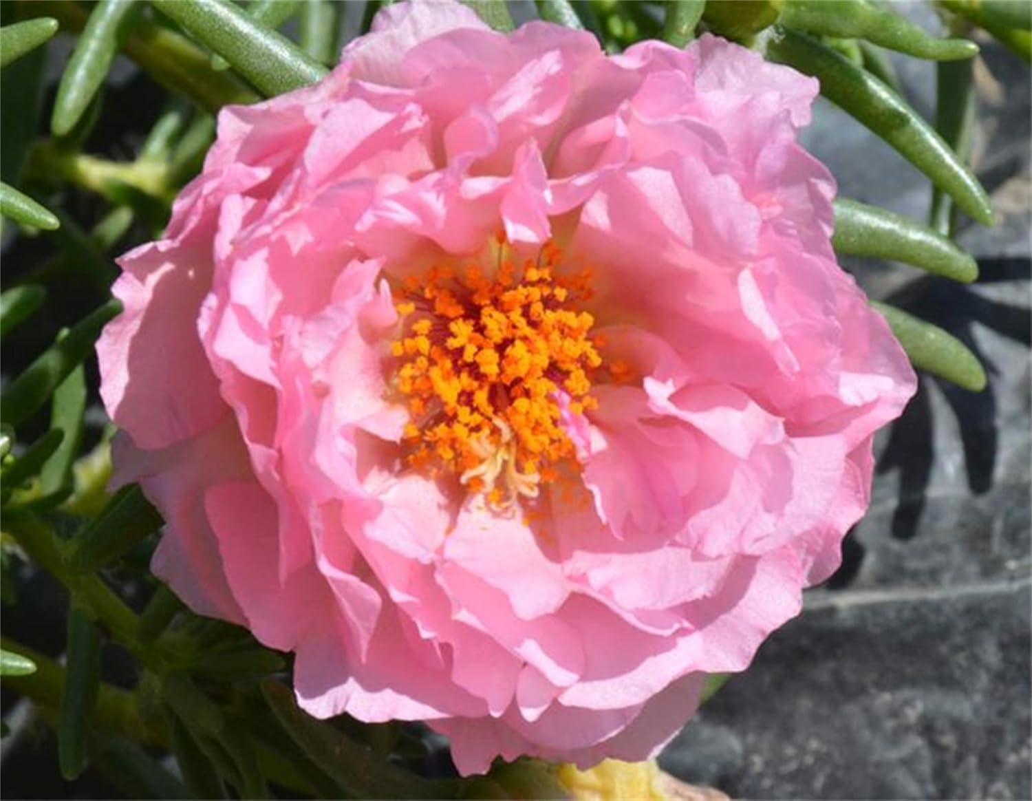 Ornamental mixed moss rose samen for gardens