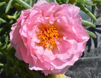 Ornamental mixed moss rose samen for gardens