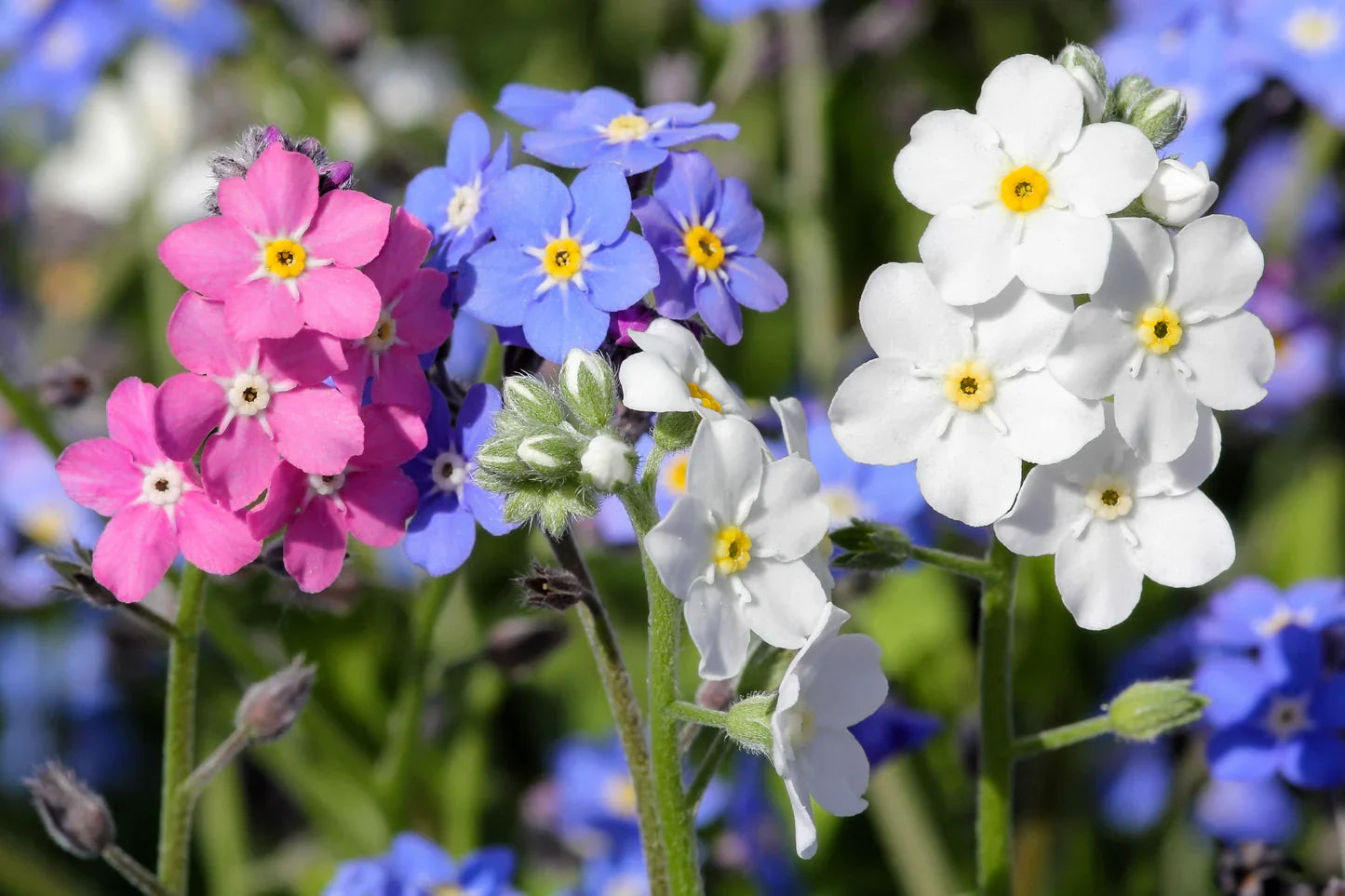 Mixed myosotis blumen blooming in garten