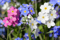 Mixed myosotis blumen blooming in garten