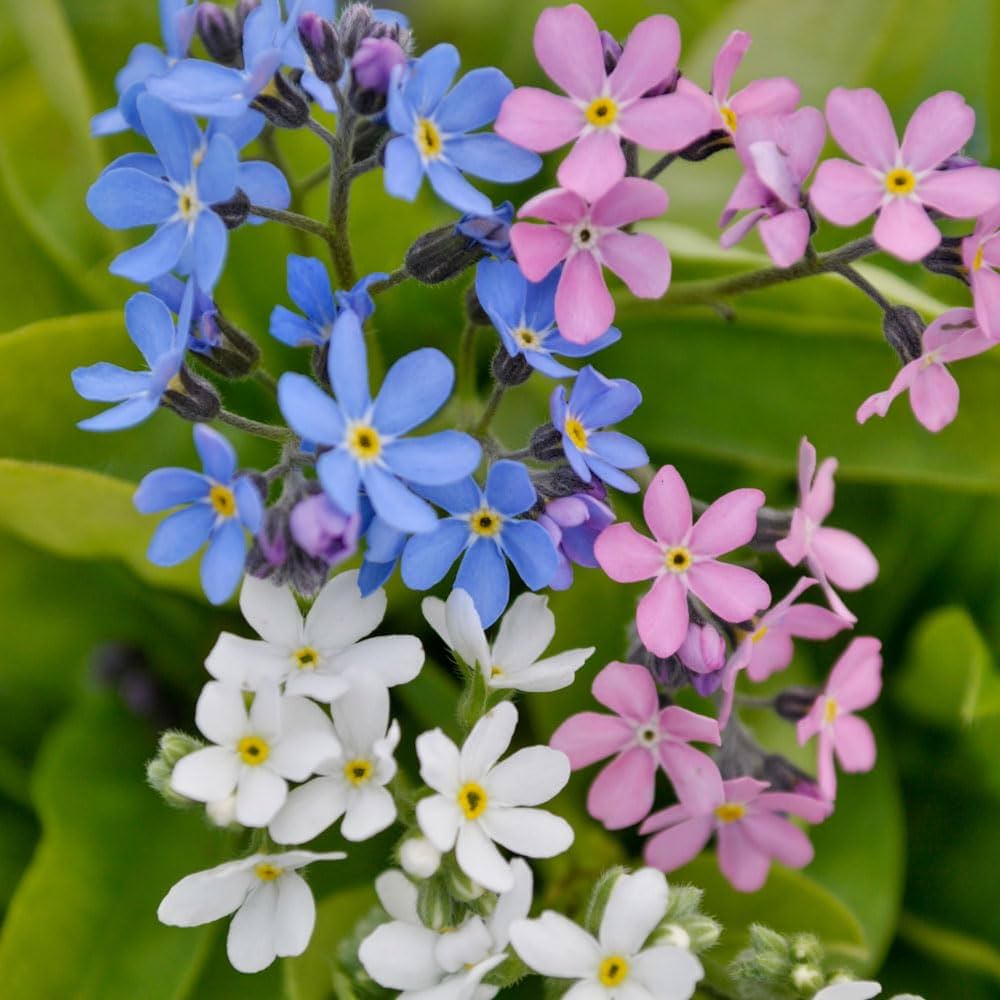 Non gmo mixed myosotis blume samen