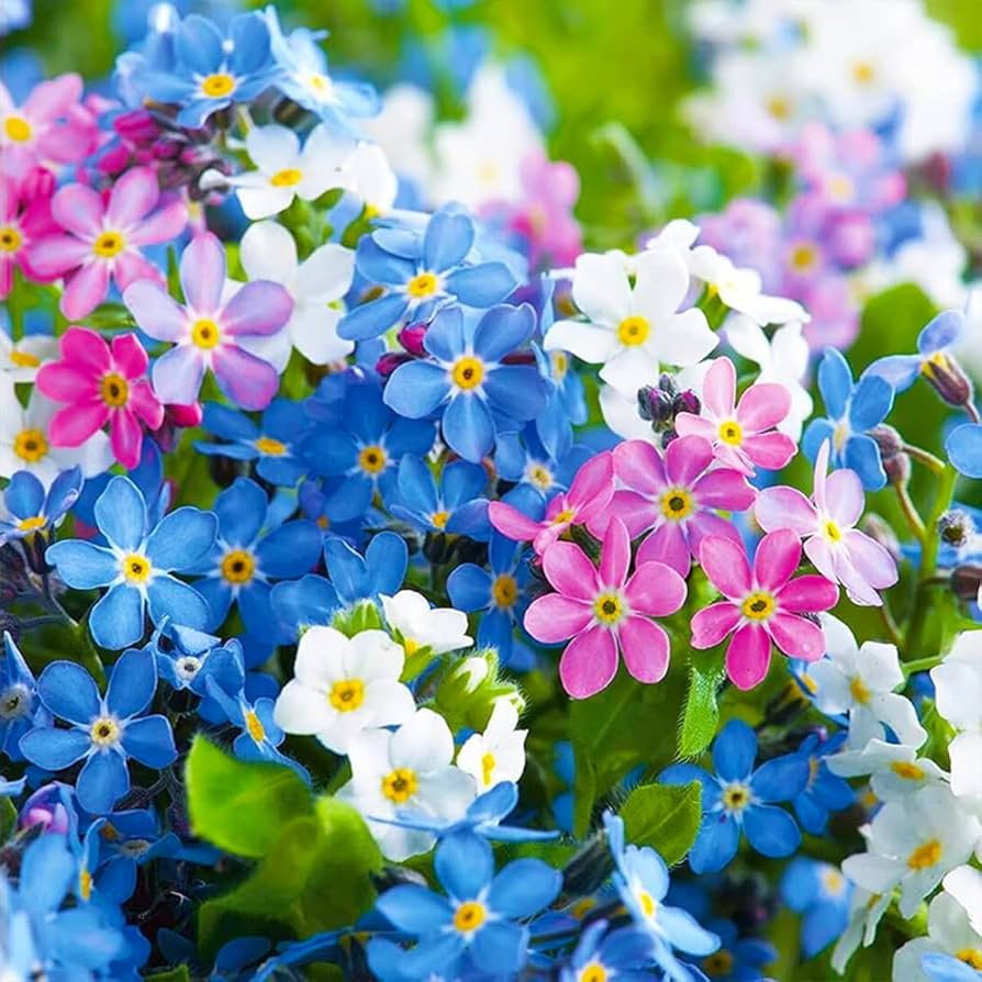 Ornamental mixed myosotis samen for gardens