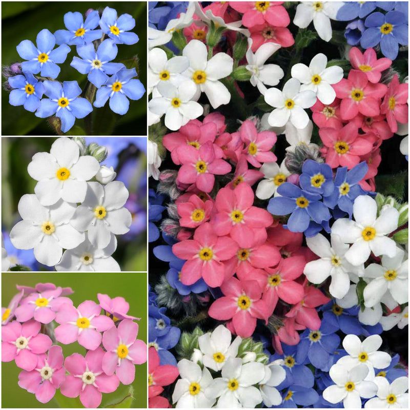 Mixed myosotis blume samen for anpflanzung