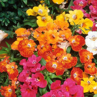 Mixed nemesia carnival blume samen for anpflanzung