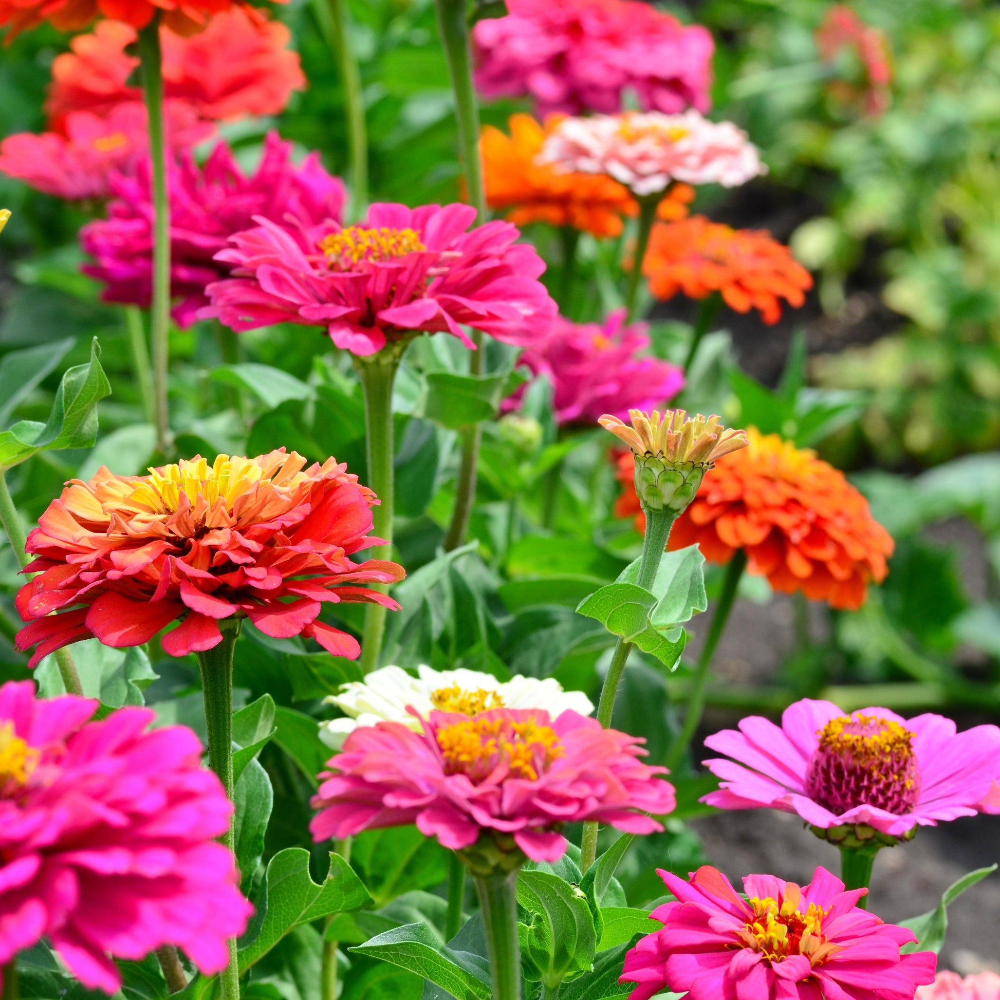 Mixed ornamental blume anpflanzung samen
