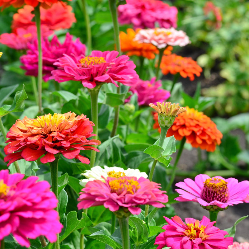 Mixed ornamental blume anpflanzung samen