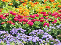 Non gmo mixed ornamental blume samen