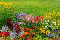Ornamental mixed blume garten display