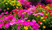 Mixed ornamental blumen in pollinator garten