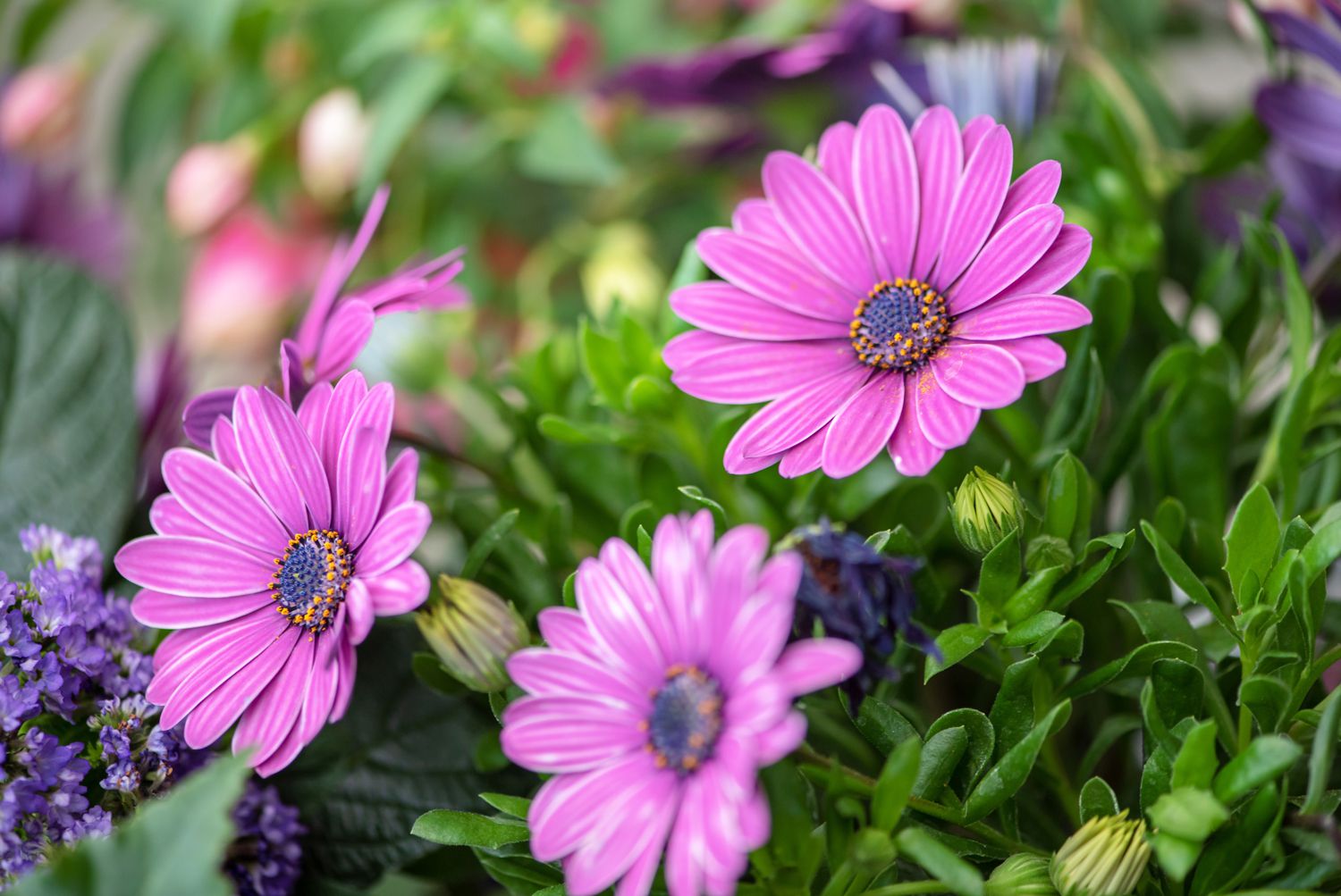 Mixed osteospermum in indoor töpfen