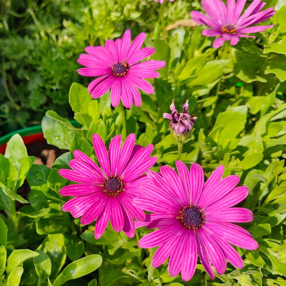 Ornamental mixed osteospermum pflanze