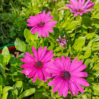 Ornamental mixed osteospermum pflanze
