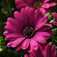 Mixed osteospermum ecklonis samen for anpflanzung