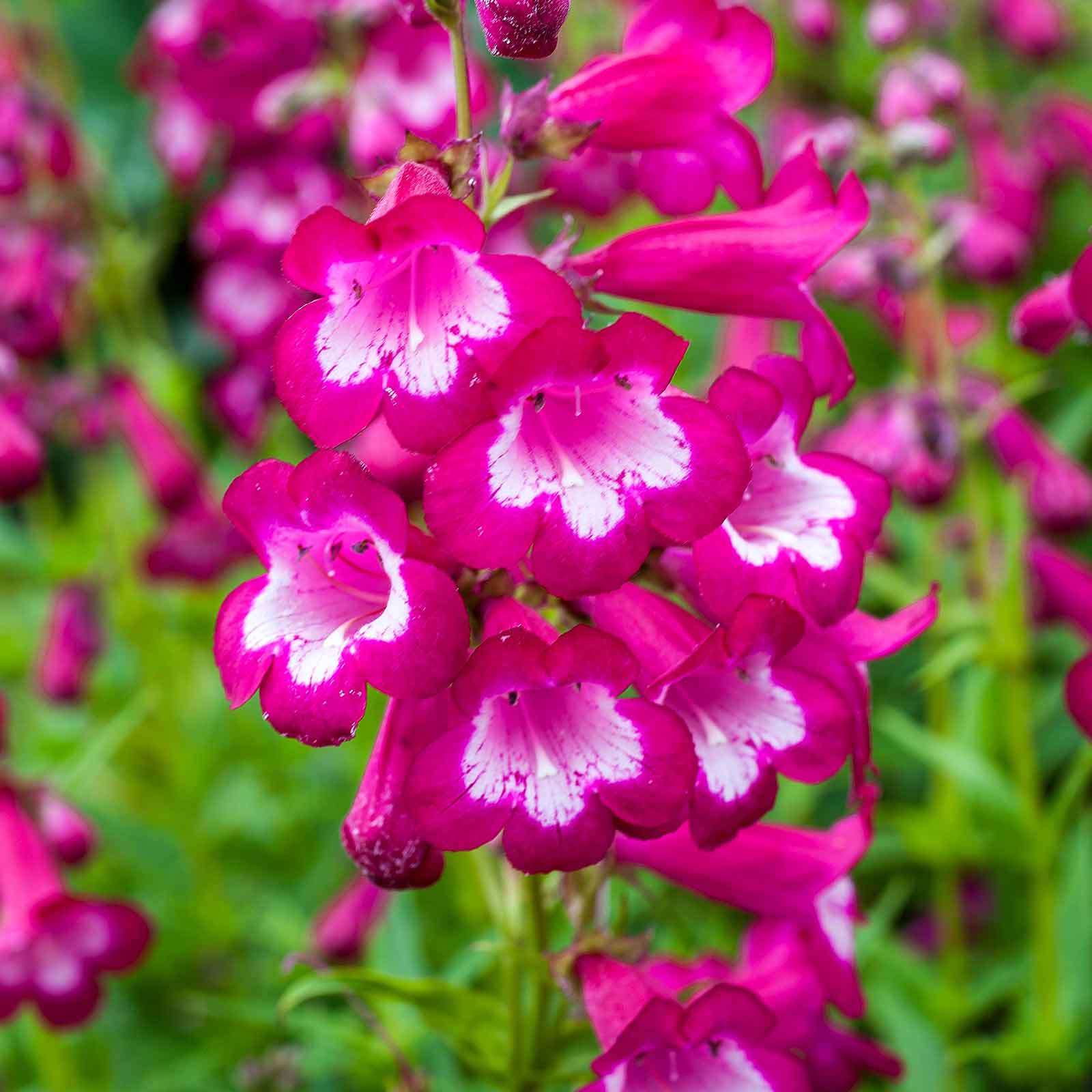Non gmo mixed penstemon samen
