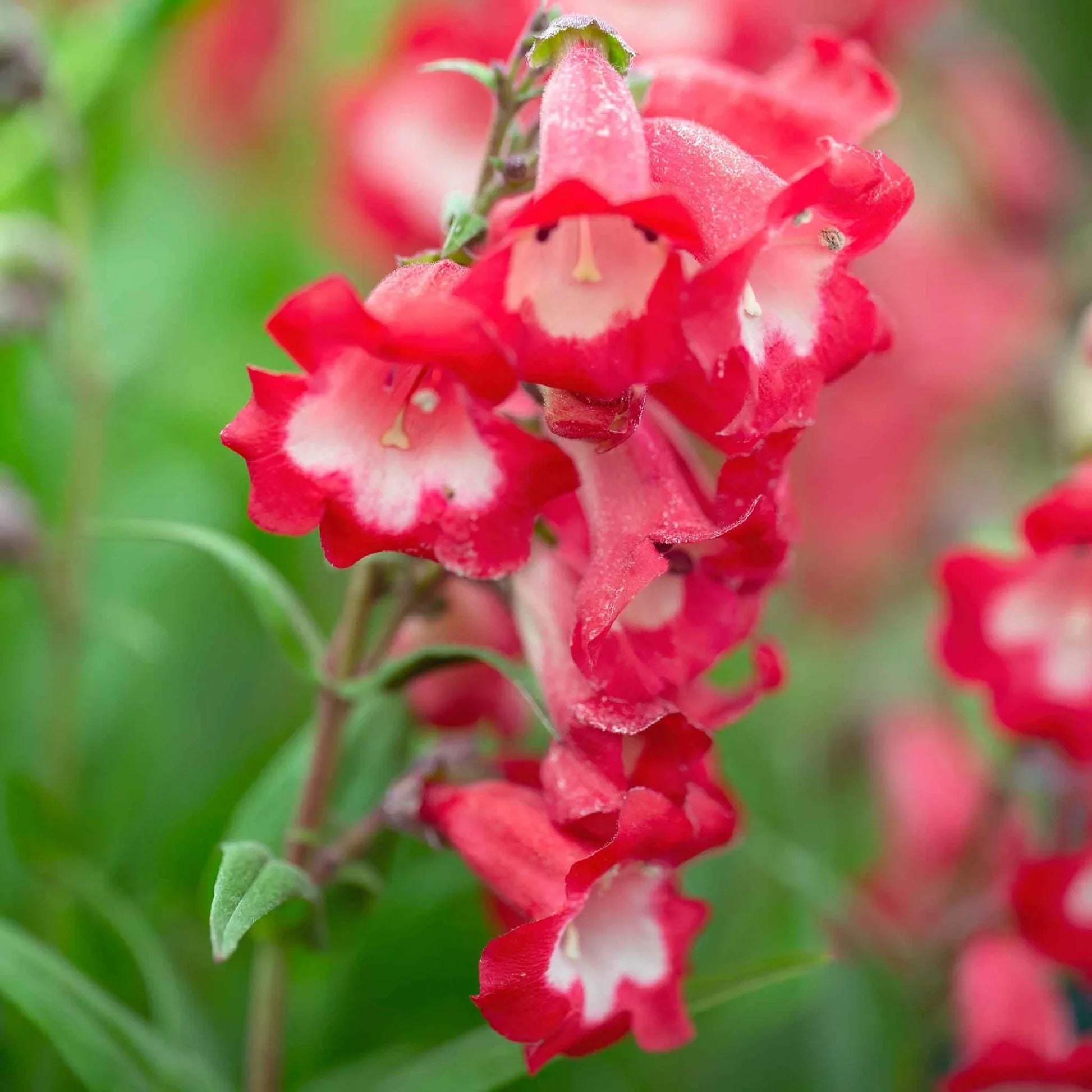 Ornamental mixed penstemon flowering pflanze