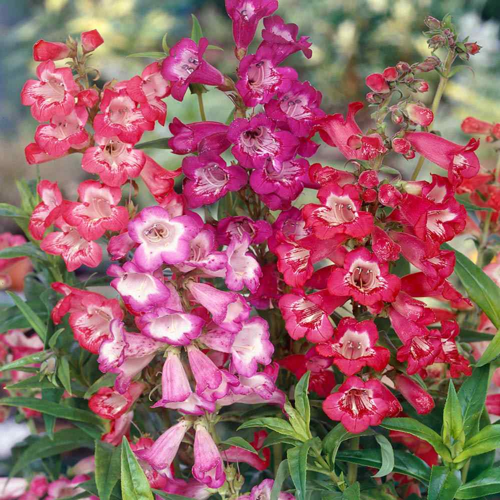 Mixed penstemon in pollinator garten