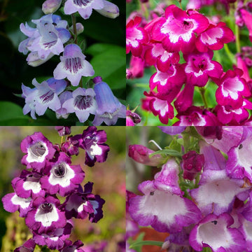 Mixed penstemon blume samen for anpflanzung