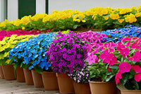 Mixed periwinkle blumen blooming in garten
