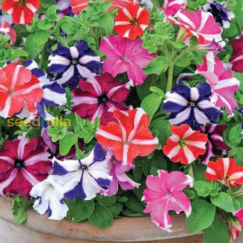 Non gmo mixed petunia samen