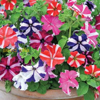Non gmo mixed petunia samen