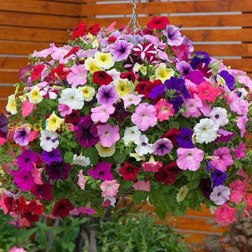 Mixed petunia samen for anpflanzung