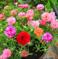 Mixed portulaca rose ground cover pflanze