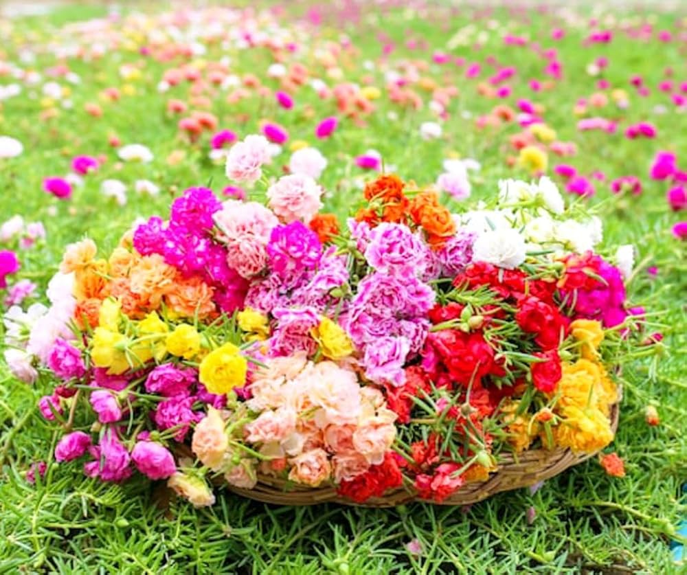 Non gmo mixed portulaca rose samen