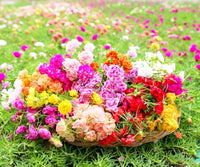 Non gmo mixed portulaca rose samen