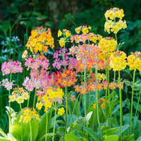 Non gmo mixed primula bulleyana samen
