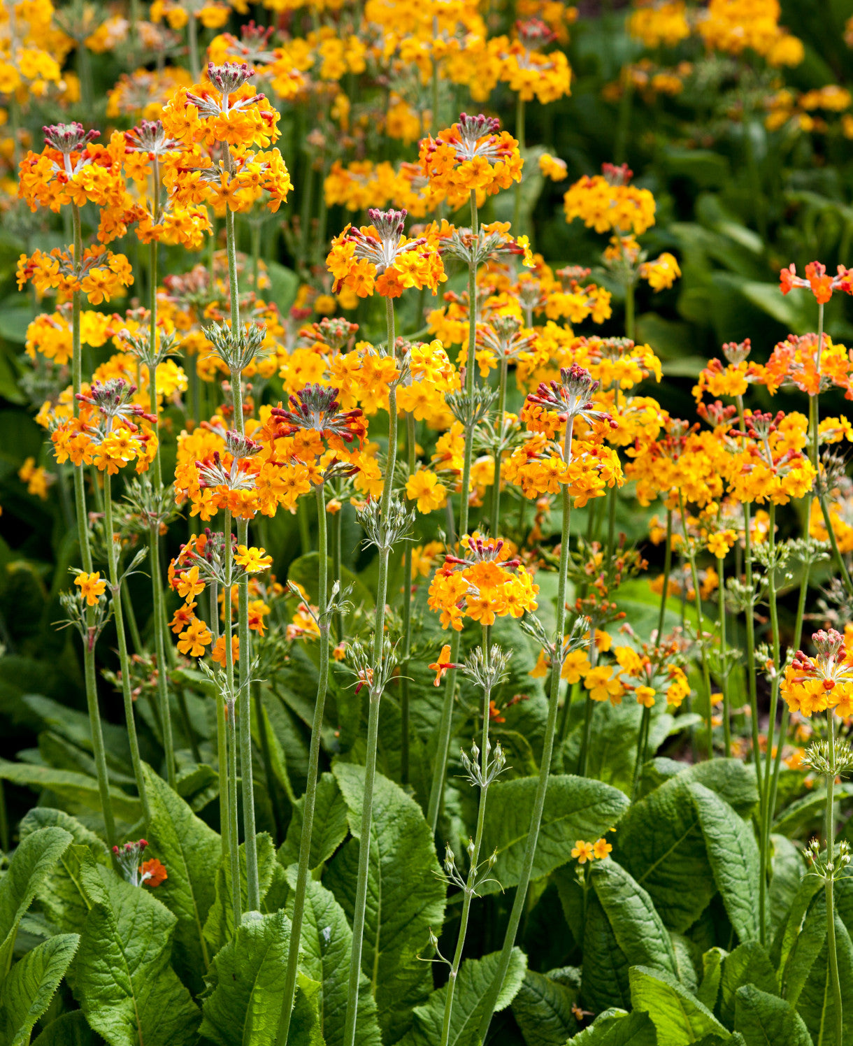 Ornamental mixed primula bulleyana for gardens