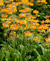 Ornamental mixed primula bulleyana for gardens