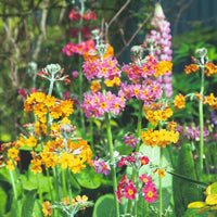 Mixed primula bulleyana flowering samen for anpflanzung