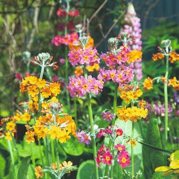 Mixed primula bulleyana flowering samen for anpflanzung