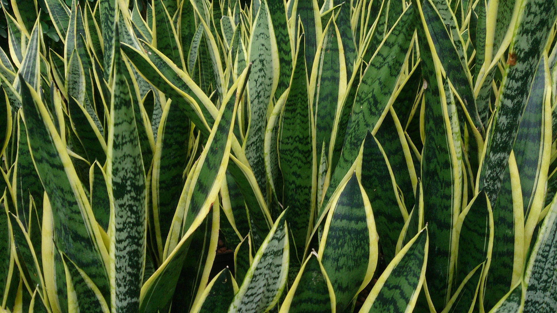 Mixed sansevieria indoor potted pflanze