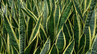 Mixed sansevieria indoor potted pflanze