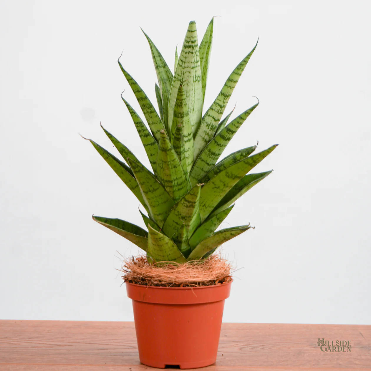 Non gmo mixed sansevieria samen