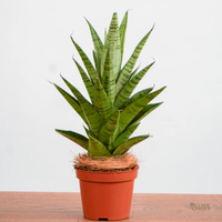 Non gmo mixed sansevieria samen