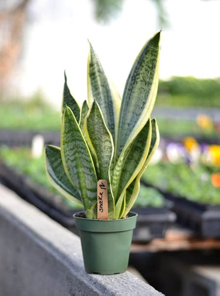 Ornamental mixed sansevieria pflanze