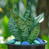 Mixed sansevieria samen for anpflanzung