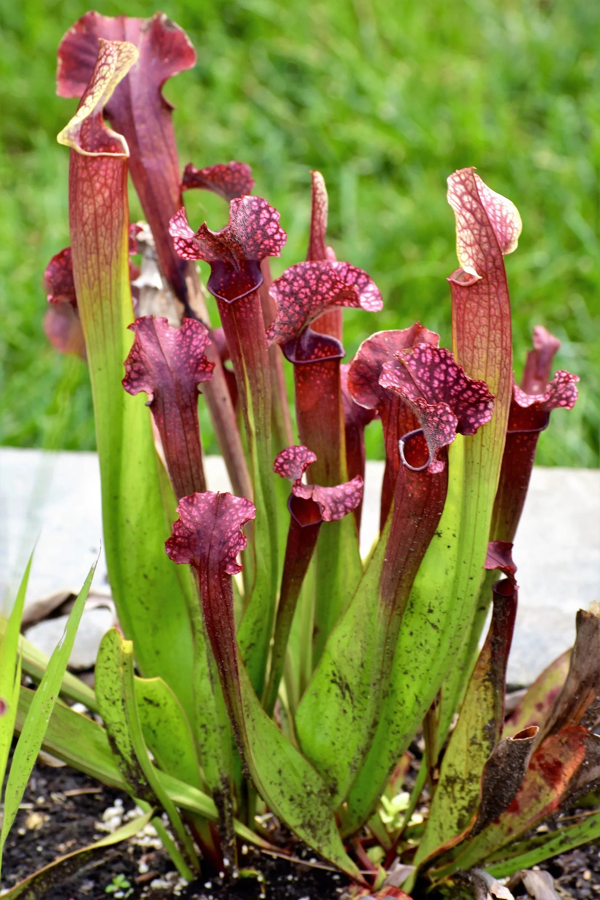 Mixed sarracenia wachsend in bog garten
