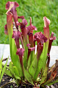 Mixed sarracenia wachsend in bog garten