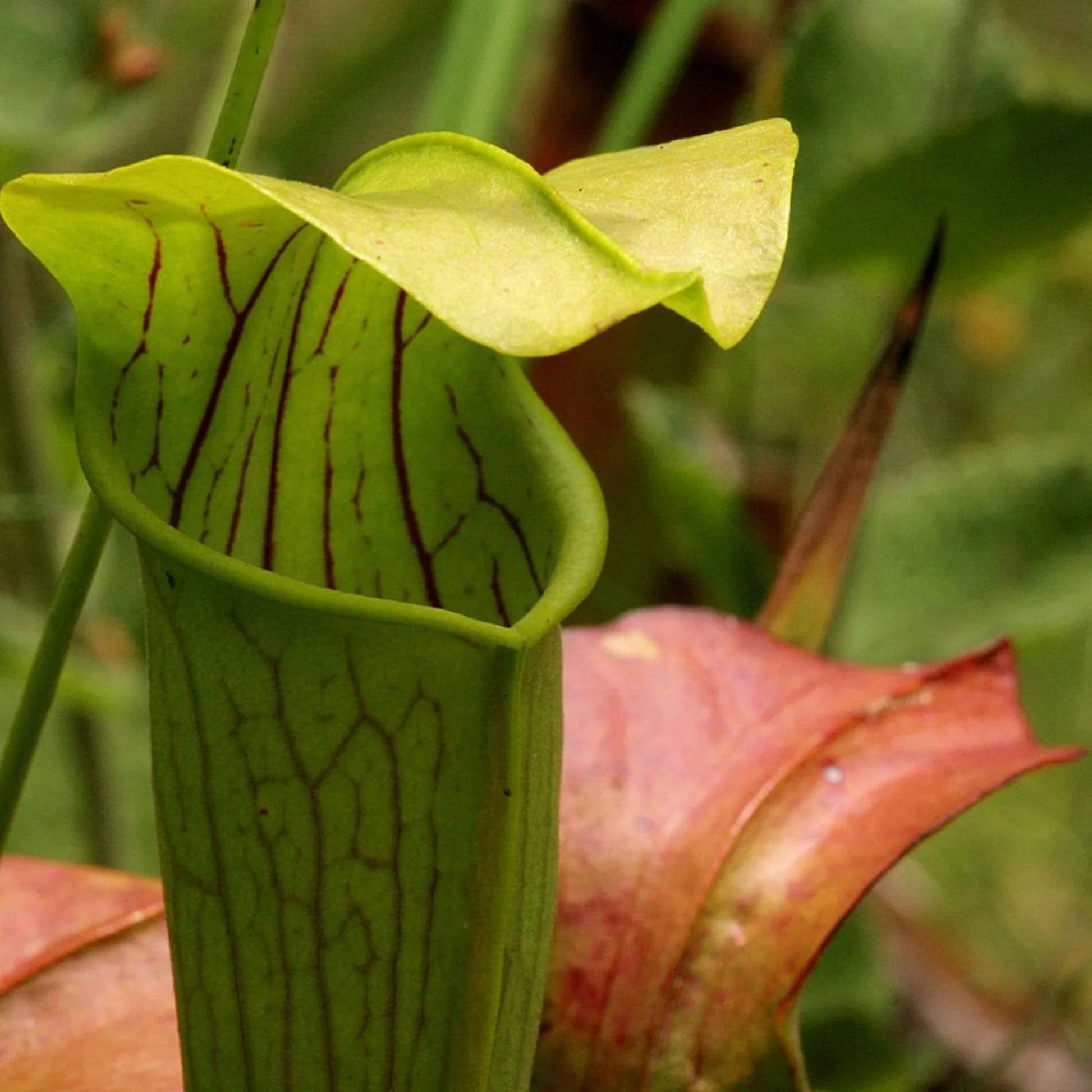 High germination mixed sarracenia samen